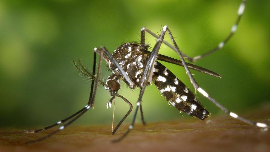 kilka osobnikow komara aedes aegypti wykrytych na wyspach kanaryjskich