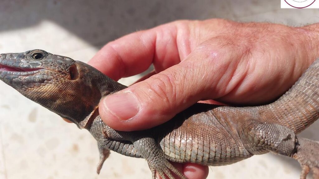 mieszkaniec znalazl gigantyczna jaszczurke z gran canarii uwieziona na farmie na fuerteventurze