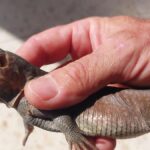 mieszkaniec znalazl gigantyczna jaszczurke z gran canarii uwieziona na farmie na fuerteventurze