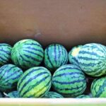 ponad 1 500 kilogramow nielegalnie importowanych arbuzow z kostaryki przechwyconych na teneryfie