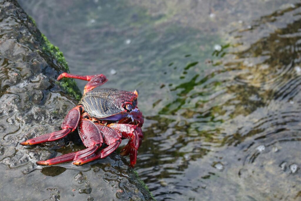 Red Rock Crab on Ocean Shore in Tenerife, Spain