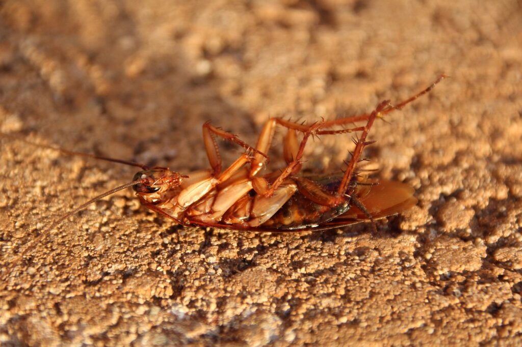 cockroach, insect, nature