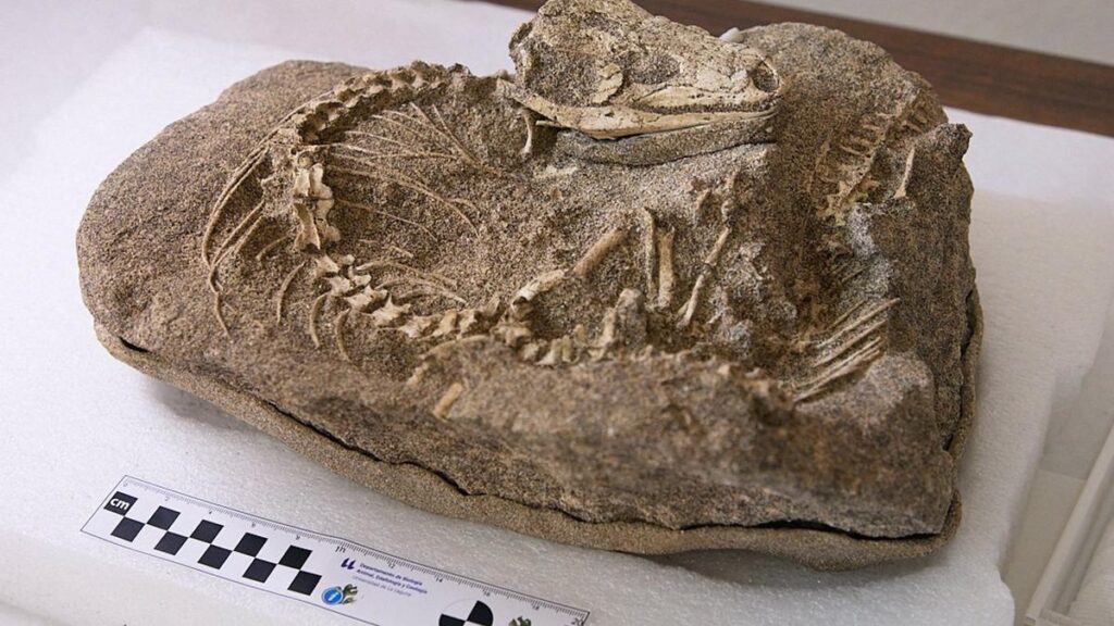 gigantyczna prehistoryczna jaszczurka odkryta na teneryfie