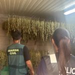 guardia civil przejmuje ponad 900 roslin marihuany na teneryfie