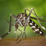 inwazja tropikalnych komarow na wyspach kanaryjskich nowe wykrycia w portach