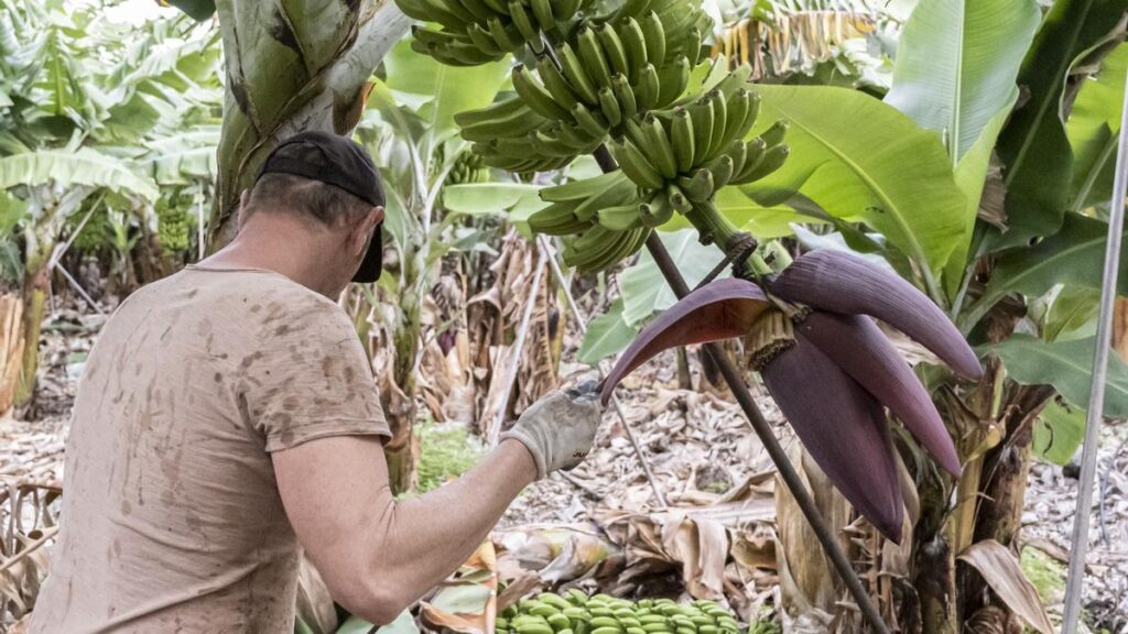 krytyczna sytuacja na rynku bananow na wyspach kanaryjskich