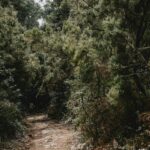 a dirt path in the middle of a forest