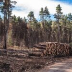 teneryfa inwestuje w odbudowe lasow parku teide