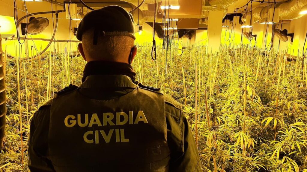 policja rozbija nielegalna siec handlu marihuana w arrecife