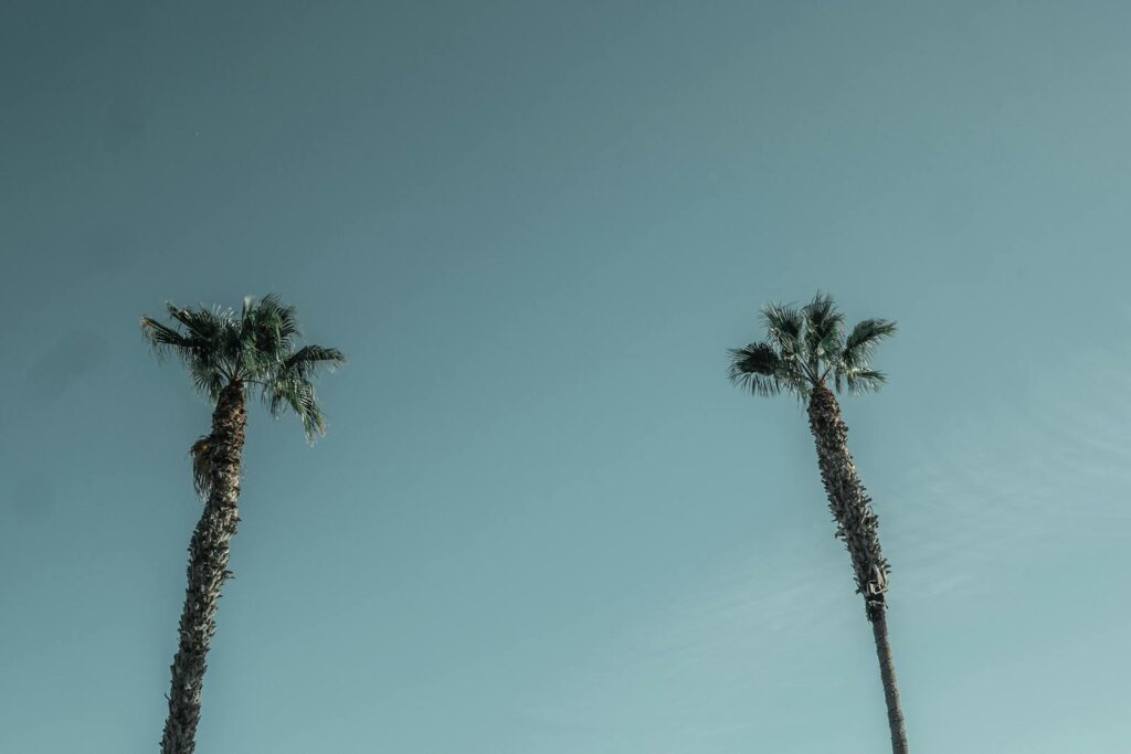 Picture of tall palm trees reaching into a serene blue sky, taken from a low angle, capturing a tropical essence.