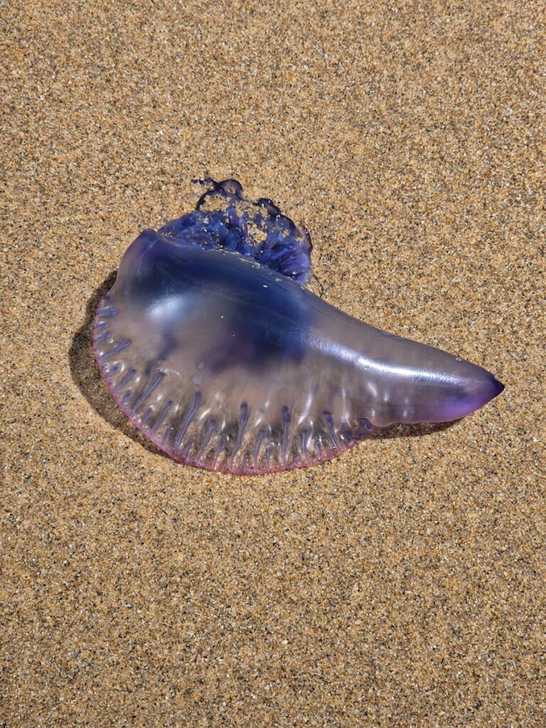 Vibrant Portuguese Man O' War washed ashore on a sunlit beach.