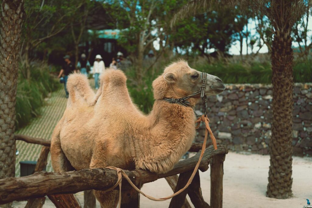 A relaxed camel in a lush outdoor area in Dalat, capturing a peaceful travel moment.