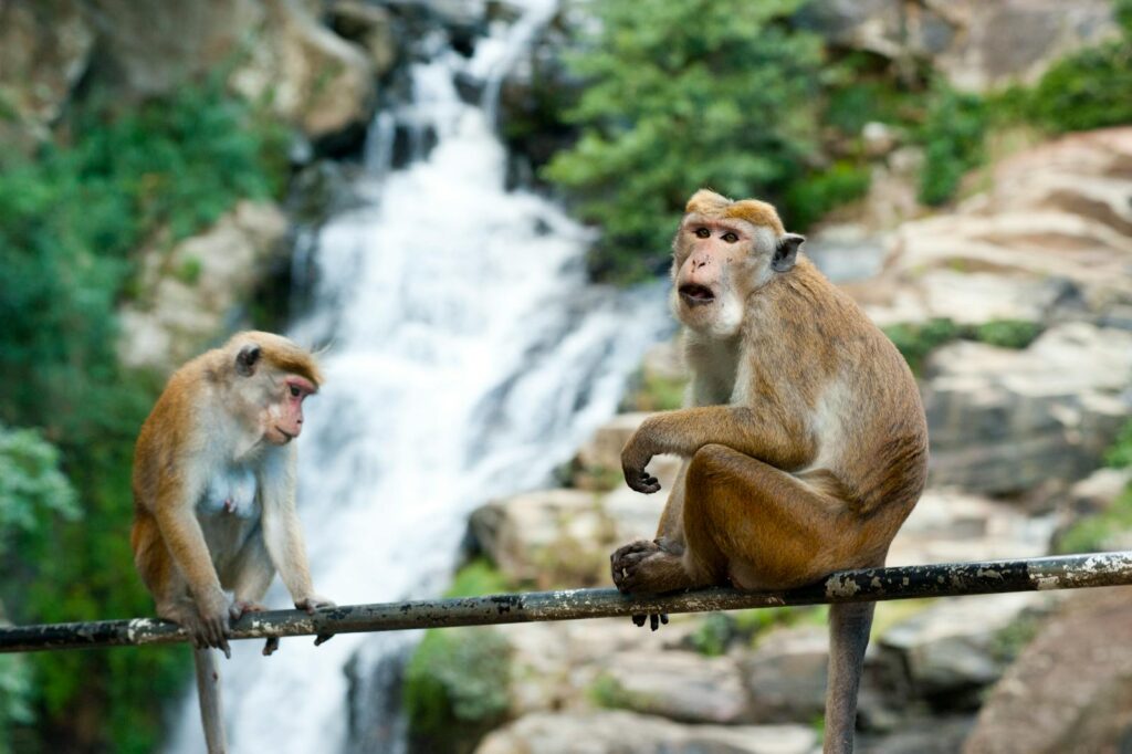 Two macaques sit on a railing with a scenic waterfall backdrop in Ella, Sri Lanka.