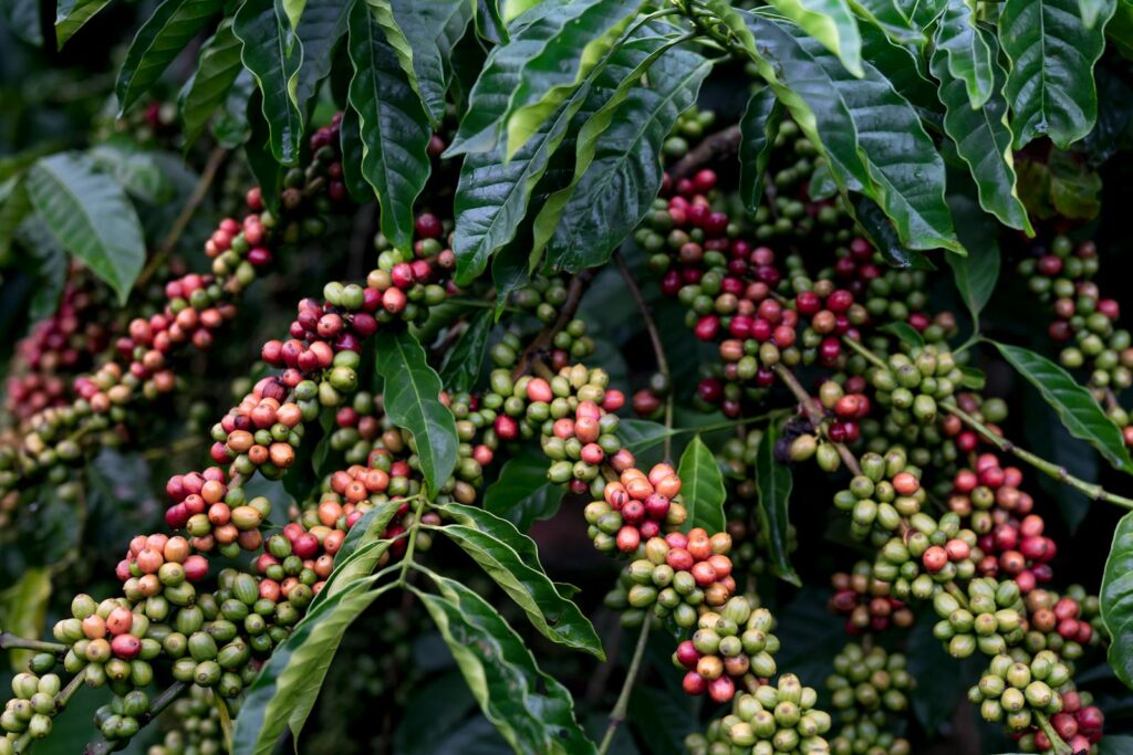 Close-up of ripening coffee berries in various stages on lush green branches.