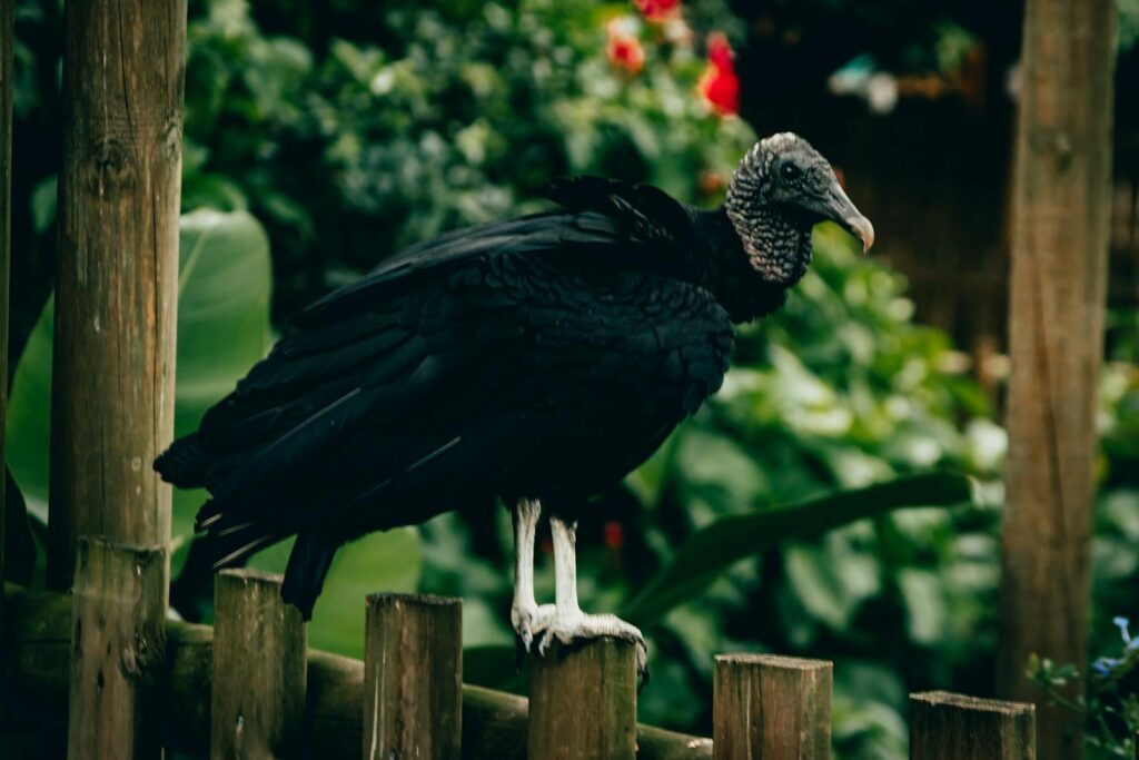 Close-up of a black vulture perched on a wooden fence amidst lush greenery.