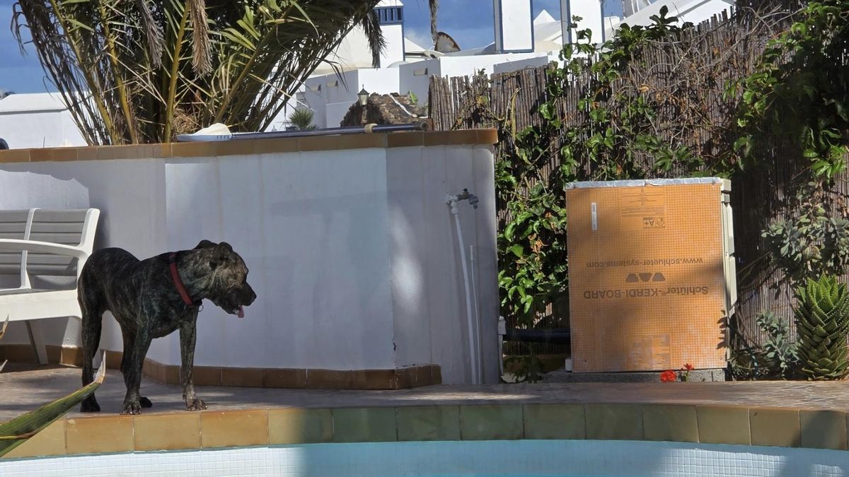 atak psów Lanzarote