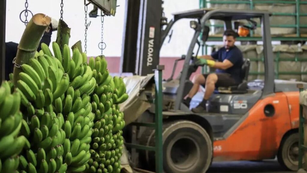 kryzys cenowy banana na wyspach kanaryjskich ceny spadly o 33