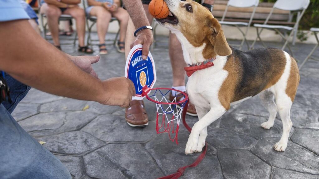 trufa pomaga niepelnosprawnym beagle terapeutka z gran canarii
