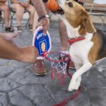trufa pomaga niepelnosprawnym beagle terapeutka z gran canarii
