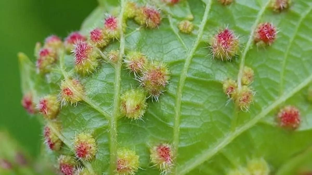 filoksera Teneryfa