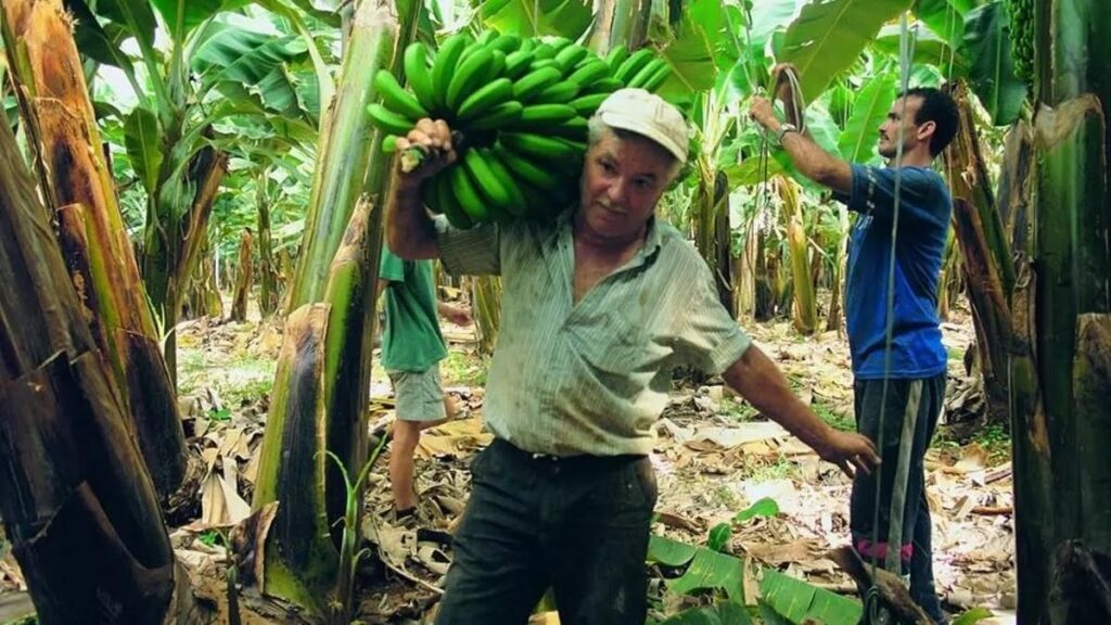 kryzys cen bananow z kanarow rolnicy sprzedaja ze strata