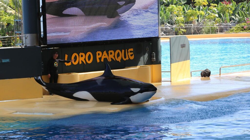 loro parque ukarane grzywna 250 tys euro za odciski palcow