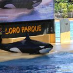 loro parque ukarane grzywna 250 tys euro za odciski palcow