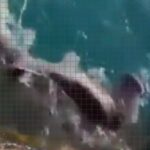 wedkarze zlapali rekina mlota na lanzarote i wypuscili go