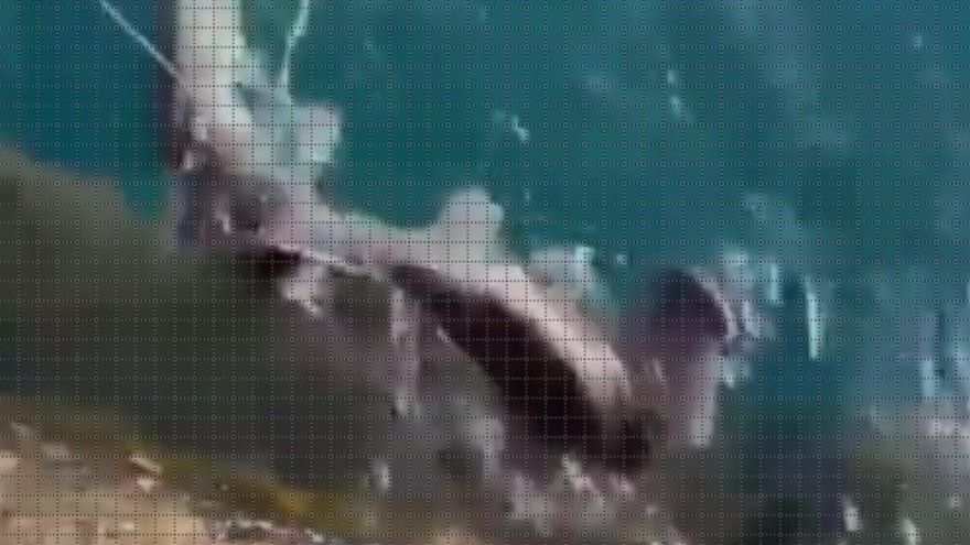 wedkarze zlapali rekina mlota na lanzarote i wypuscili go