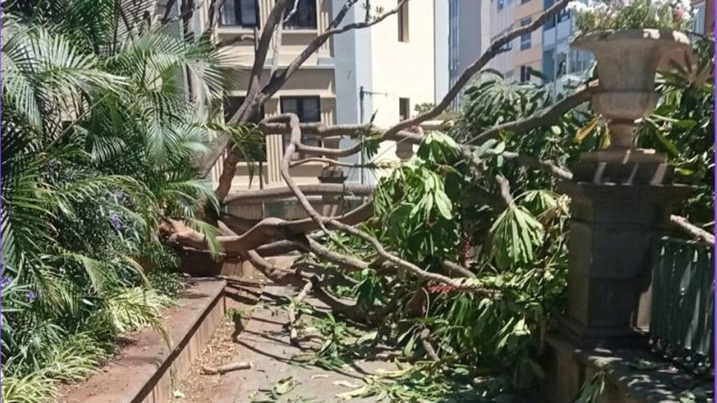 spadla galaz uszkodzila auto na plaza del principe