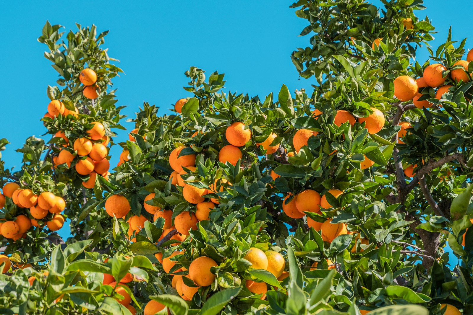 pomarańcze wyspy kanaryjskie
