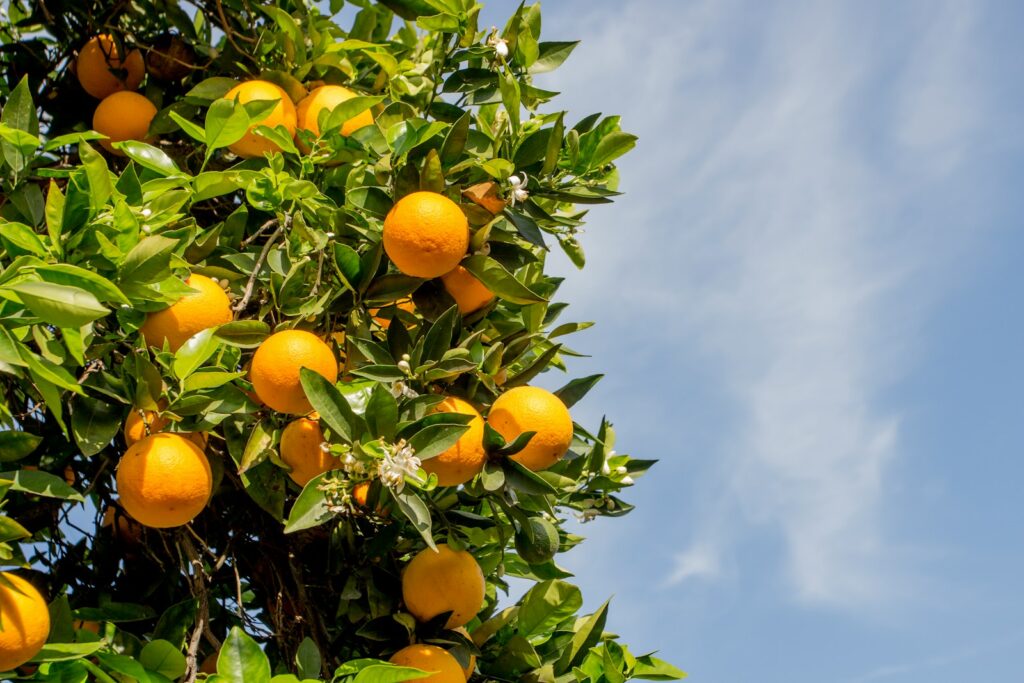 pomarańcze wyspy kanaryjskie