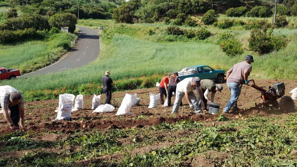kanaryjscy plantatorzy traca na imporcie ziemniakow