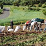 kanaryjscy plantatorzy traca na imporcie ziemniakow