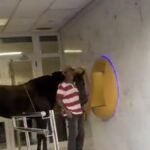 Koń wszedł do bankomatu na Gran Canarii. Wideo hitem sieci