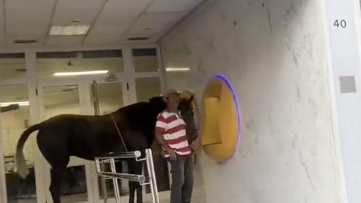 koń w bankomacie Gran Canaria