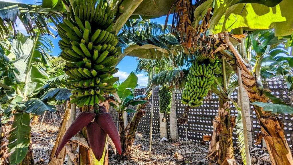pestycydy niszcza pozyteczne owady na plantacjach bananow