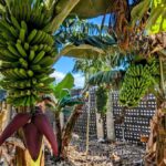 pestycydy niszcza pozyteczne owady na plantacjach bananow