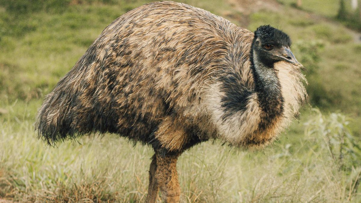 emu na Gran Canarii