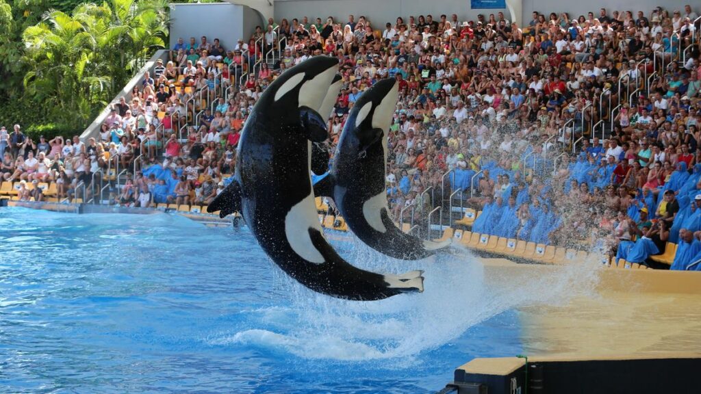 Loro Parque chce przyjąć orki z Francji. Kontrowersje wokół zoo