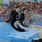 Loro Parque chce przyjąć orki z Francji. Kontrowersje wokół zoo