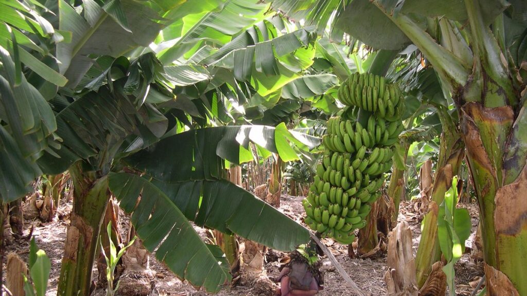 Umowa z Ekwadorem nie zaszkodzi bananom z Wysp Kanaryjskich