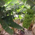 Umowa z Ekwadorem nie zaszkodzi bananom z Wysp Kanaryjskich
