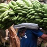 banany z Wysp Kanaryjskich