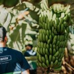 ceny bananów Wyspy Kanaryjskie 2025