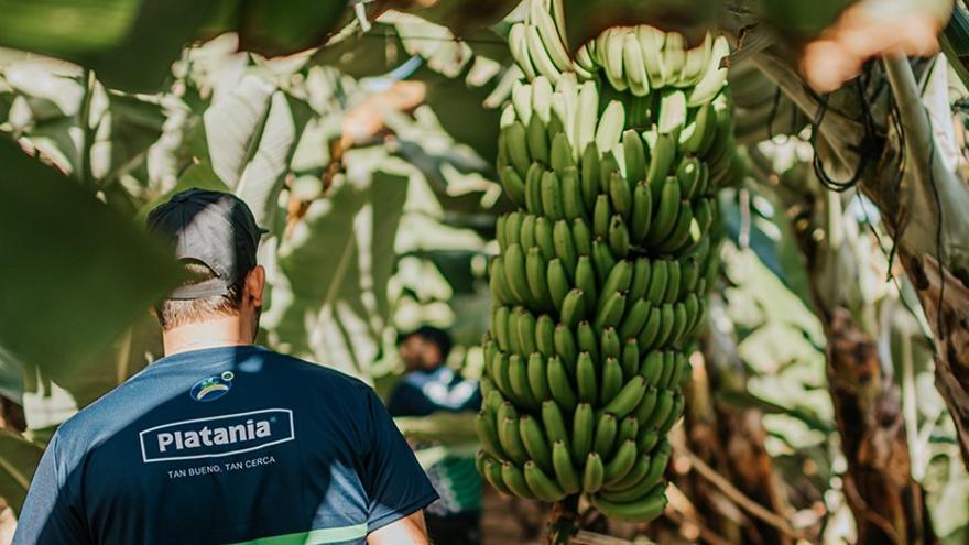 ceny bananów Wyspy Kanaryjskie 2025