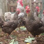 ceny jaj Wyspy Kanaryjskie