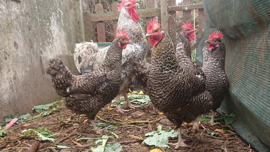 ceny jaj Wyspy Kanaryjskie