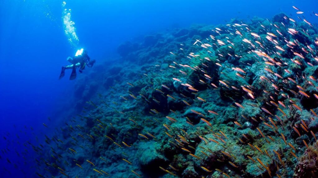 ekosystem morski La Palma po erupcji