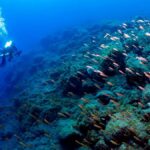 ekosystem morski La Palma po erupcji